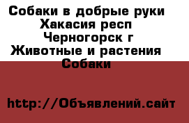 Собаки в добрые руки - Хакасия респ., Черногорск г. Животные и растения » Собаки   